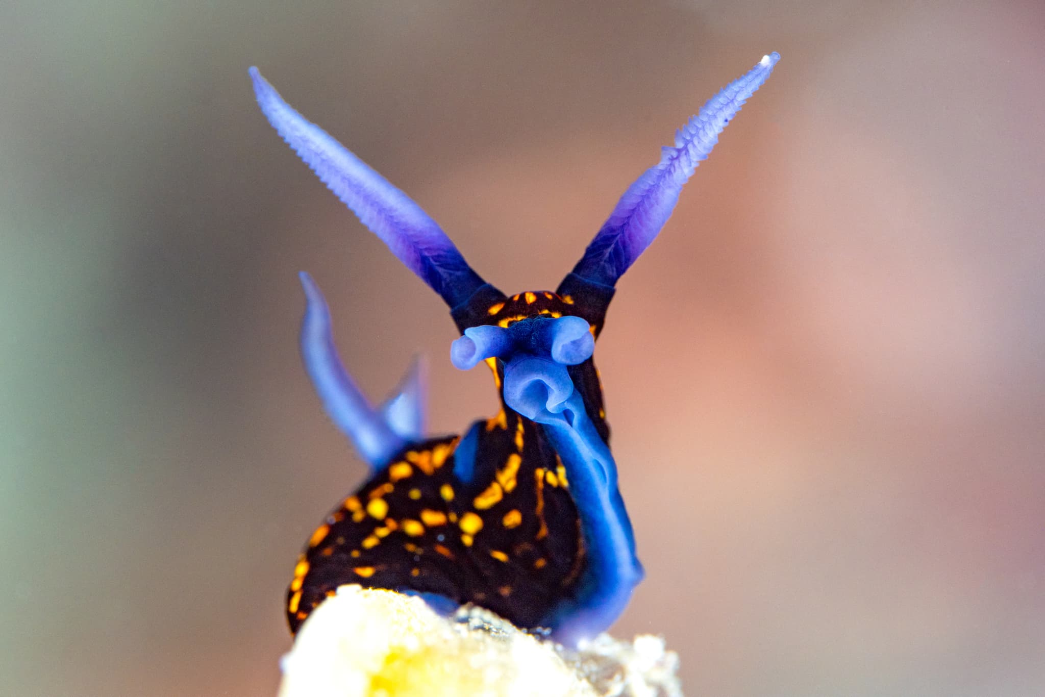 Kimbe Bay coral reefs