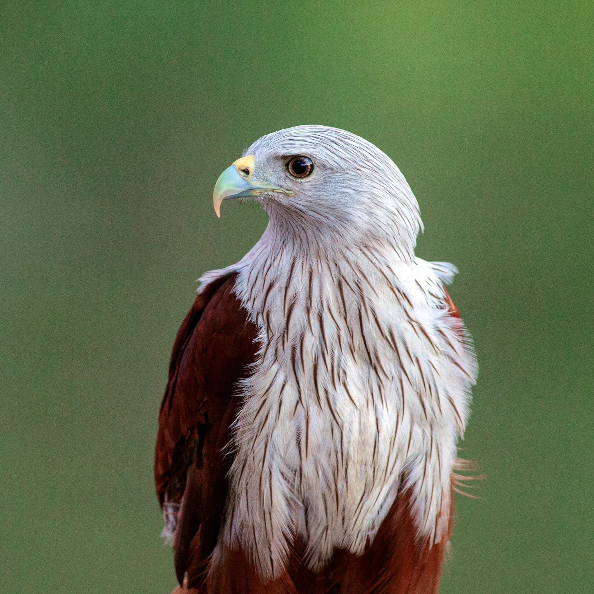 Brahminy Kite