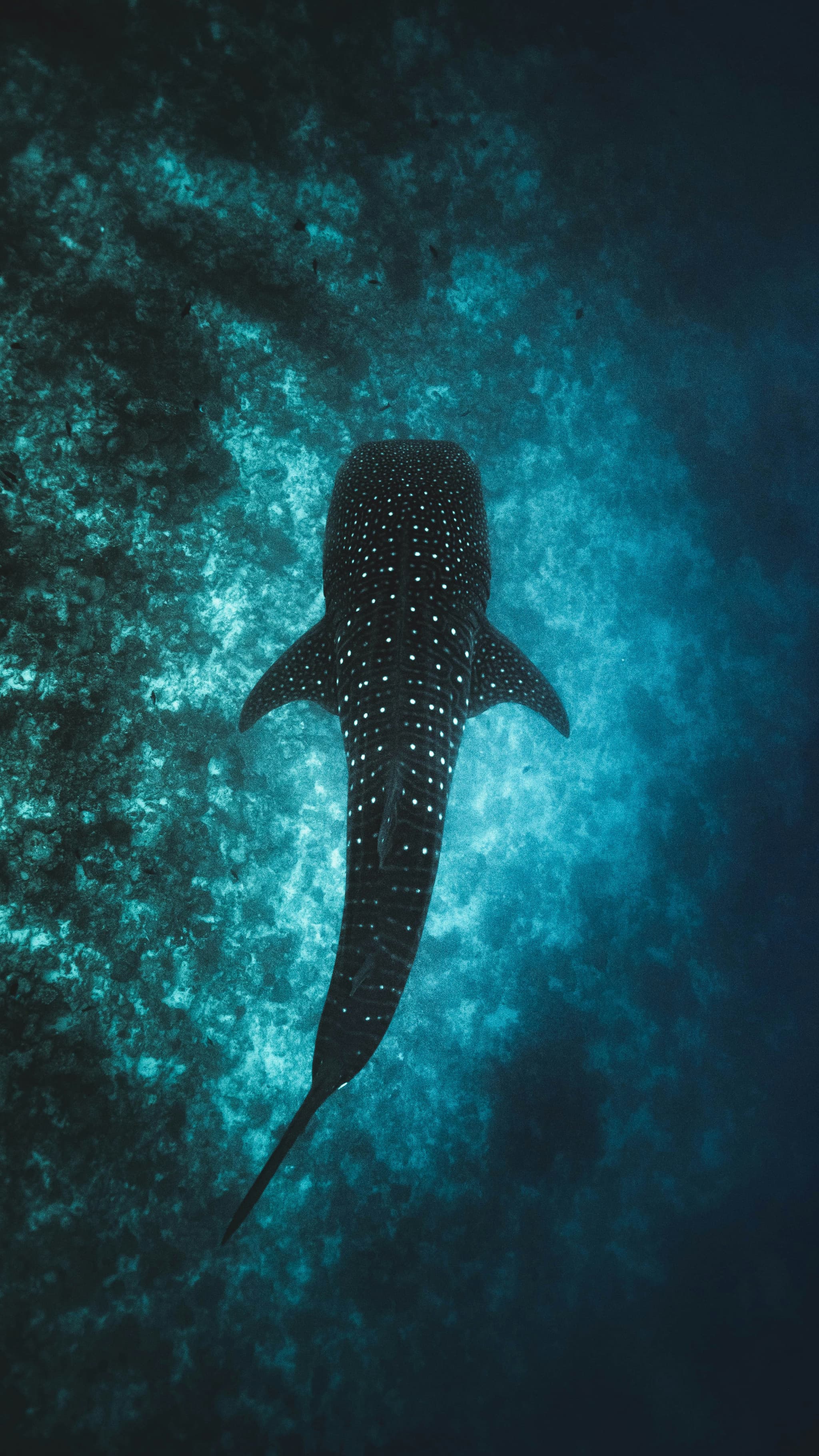 Whale Sharks